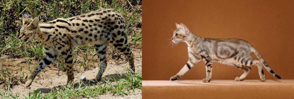 Sokoke vs African Serval - Breed Comparison