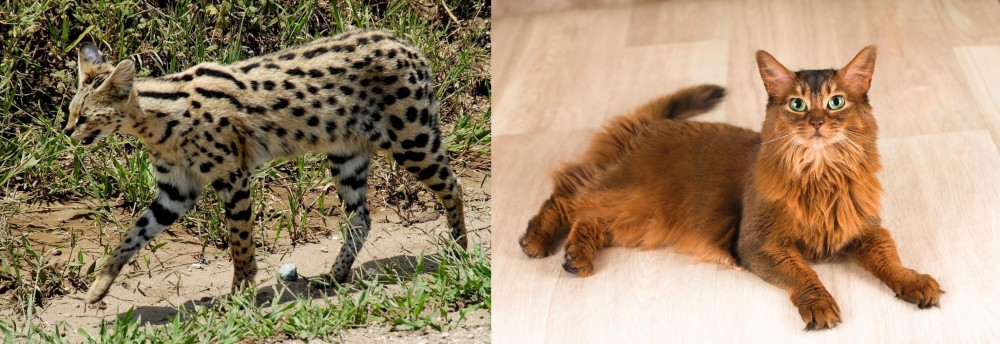 Somali vs African Serval - Breed Comparison