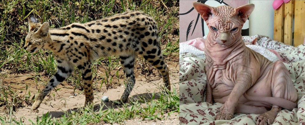 Sphynx vs African Serval - Breed Comparison