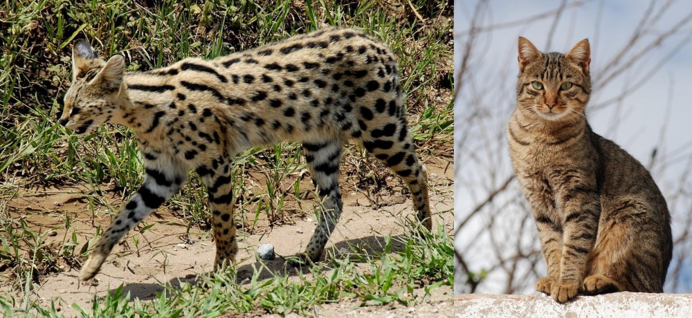 Tabby vs African Serval - Breed Comparison