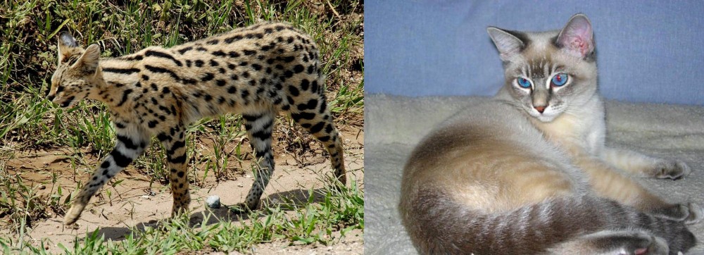 Tiger Cat vs African Serval - Breed Comparison