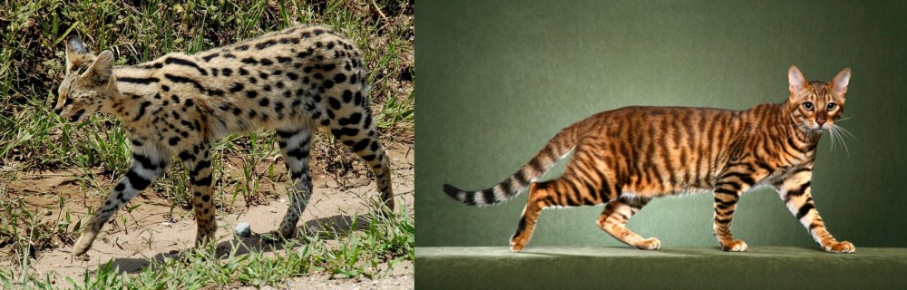 Toyger vs African Serval - Breed Comparison