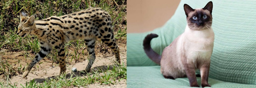 Traditional Siamese vs African Serval - Breed Comparison