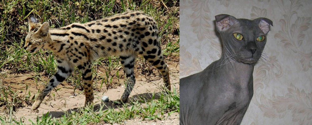 Ukrainian Levkoy vs African Serval - Breed Comparison