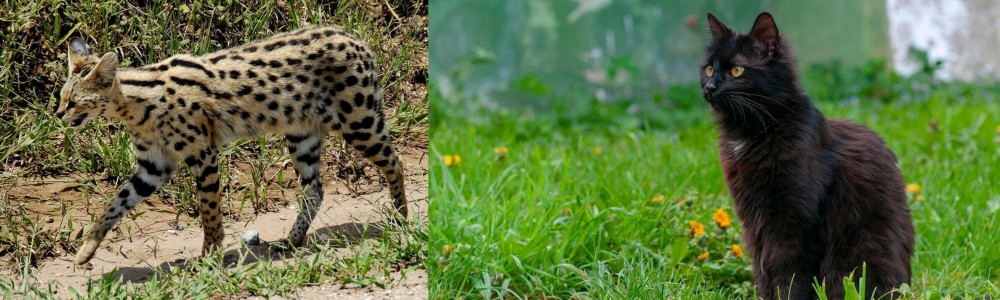 York Chocolate Cat vs African Serval - Breed Comparison