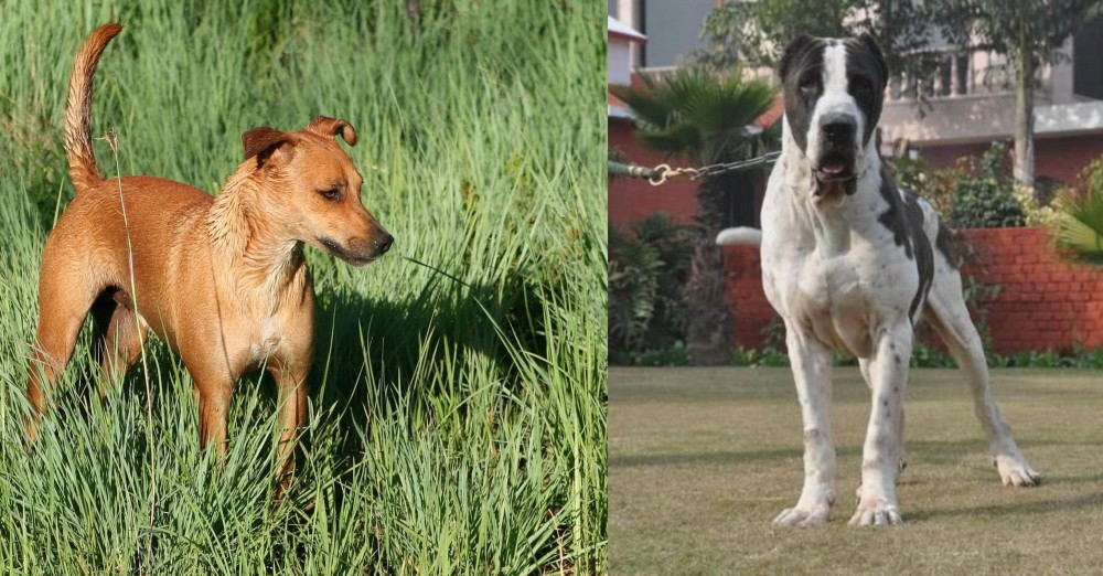 Alangu Mastiff vs Africanis - Breed Comparison