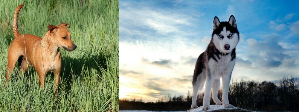 Alaskan Husky vs Africanis - Breed Comparison