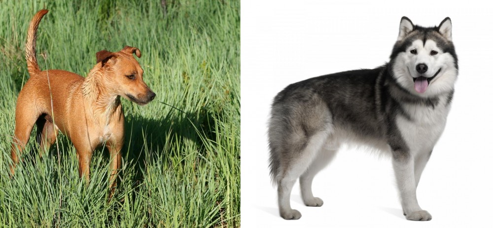 Alaskan Malamute vs Africanis - Breed Comparison