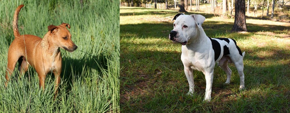 American Bulldog vs Africanis - Breed Comparison