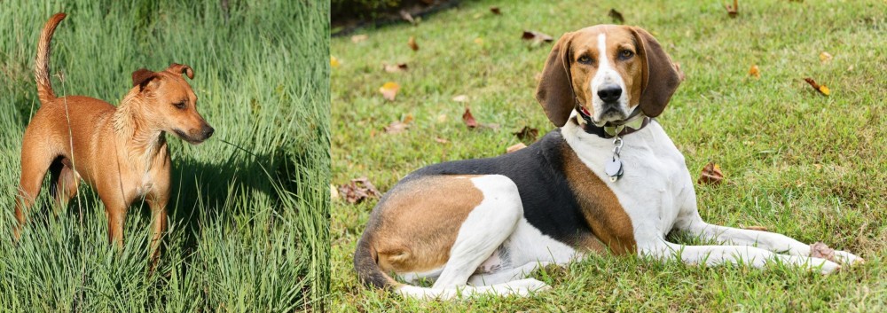 American English Coonhound vs Africanis - Breed Comparison