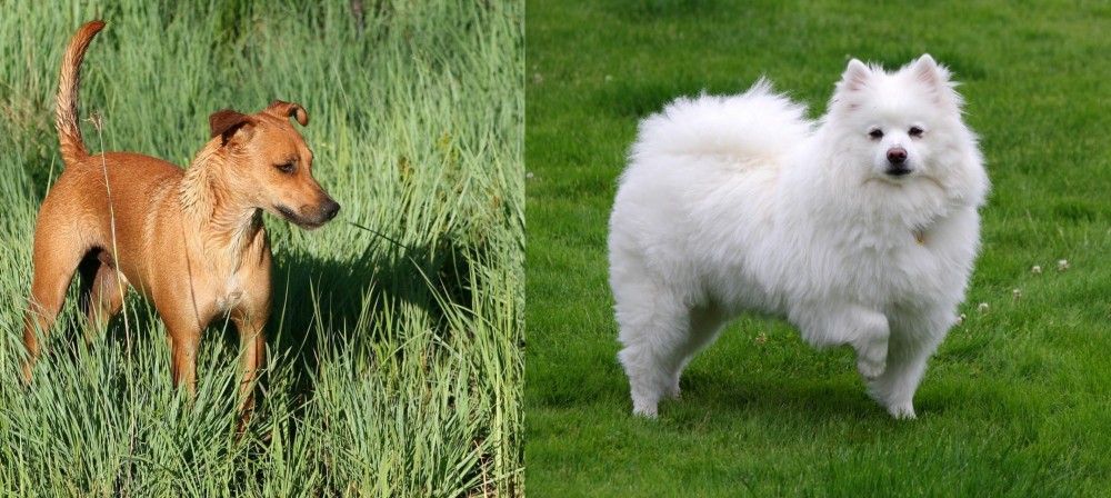 American Eskimo Dog vs Africanis - Breed Comparison