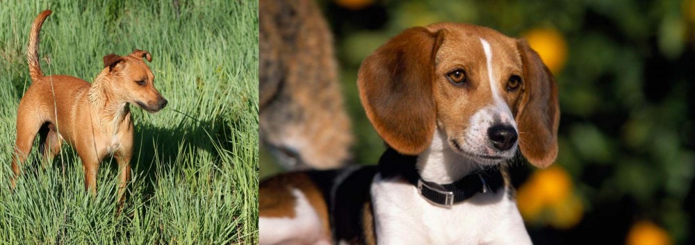 American Foxhound vs Africanis - Breed Comparison