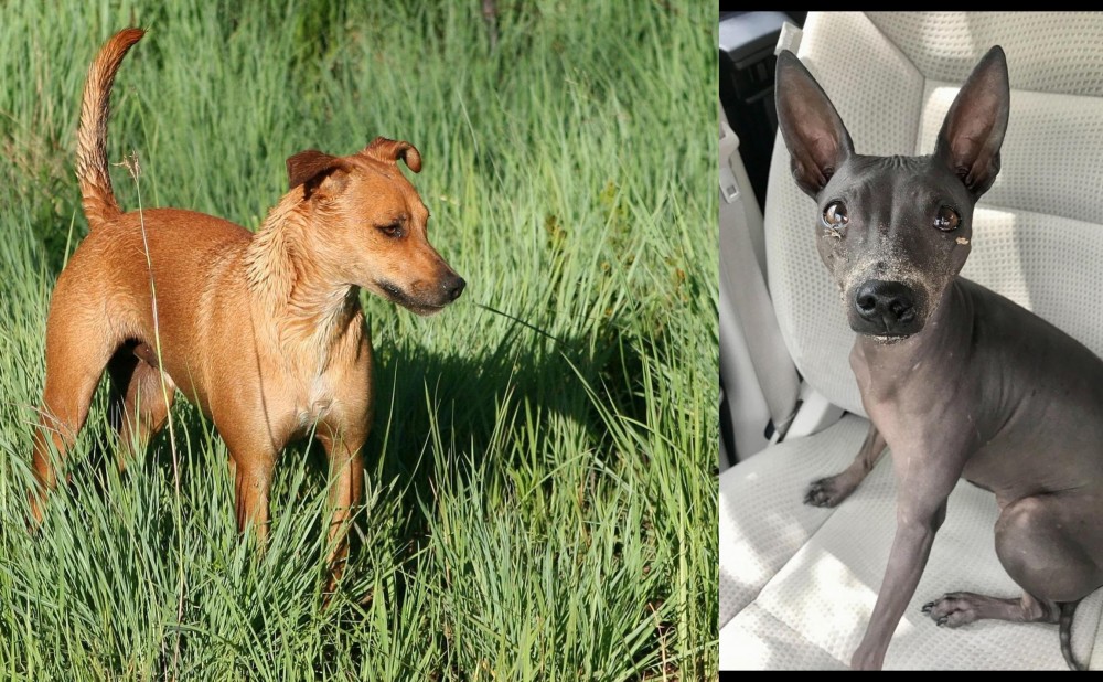 American Hairless Terrier vs Africanis - Breed Comparison