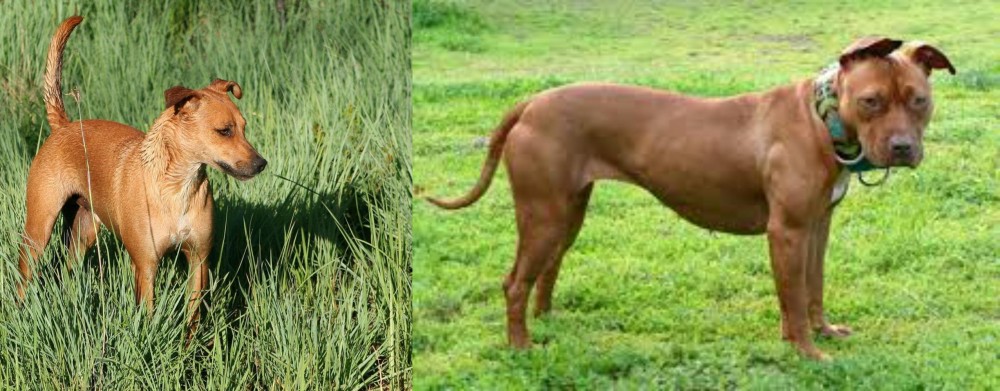 American Pit Bull Terrier vs Africanis - Breed Comparison