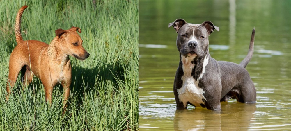 American Staffordshire Terrier vs Africanis - Breed Comparison