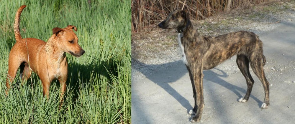 American Staghound vs Africanis - Breed Comparison