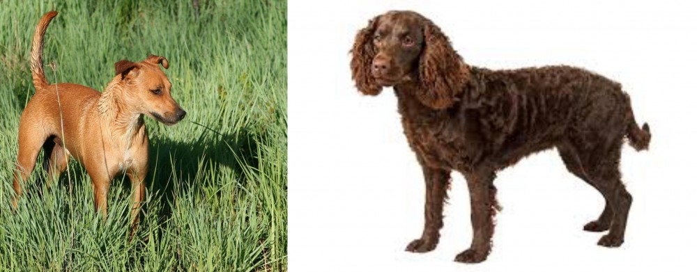 American Water Spaniel vs Africanis - Breed Comparison