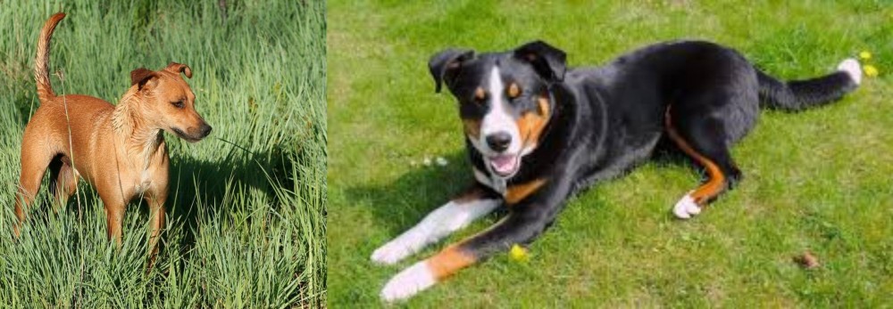 Appenzell Mountain Dog vs Africanis - Breed Comparison