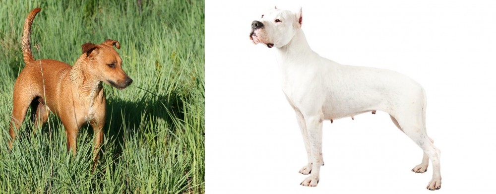 Argentine Dogo vs Africanis - Breed Comparison