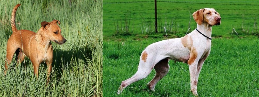 Ariege Pointer vs Africanis - Breed Comparison