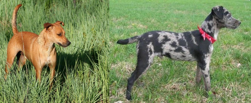 Atlas Terrier vs Africanis - Breed Comparison