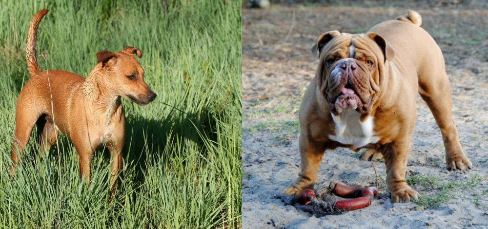 Australian Bulldog vs Africanis - Breed Comparison