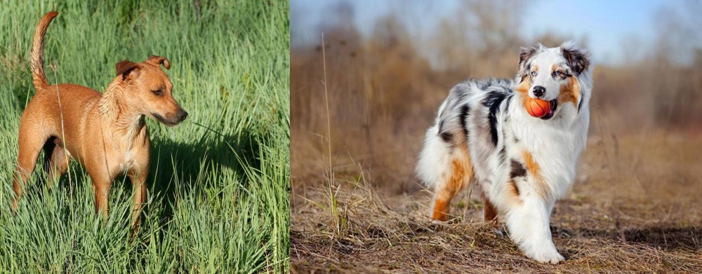 Australian Shepherd vs Africanis - Breed Comparison