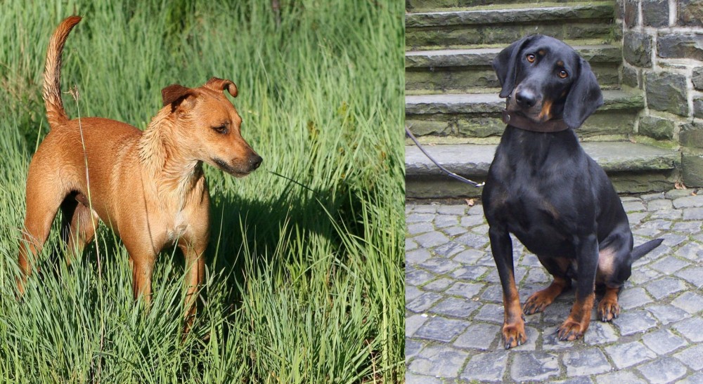 Austrian Black and Tan Hound vs Africanis - Breed Comparison