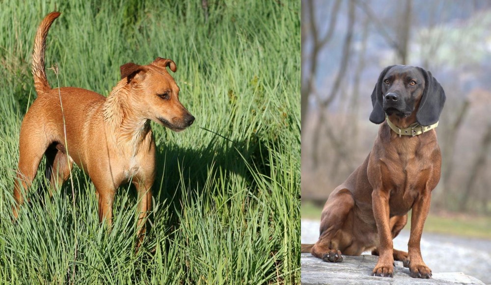 Bavarian Mountain Hound vs Africanis - Breed Comparison