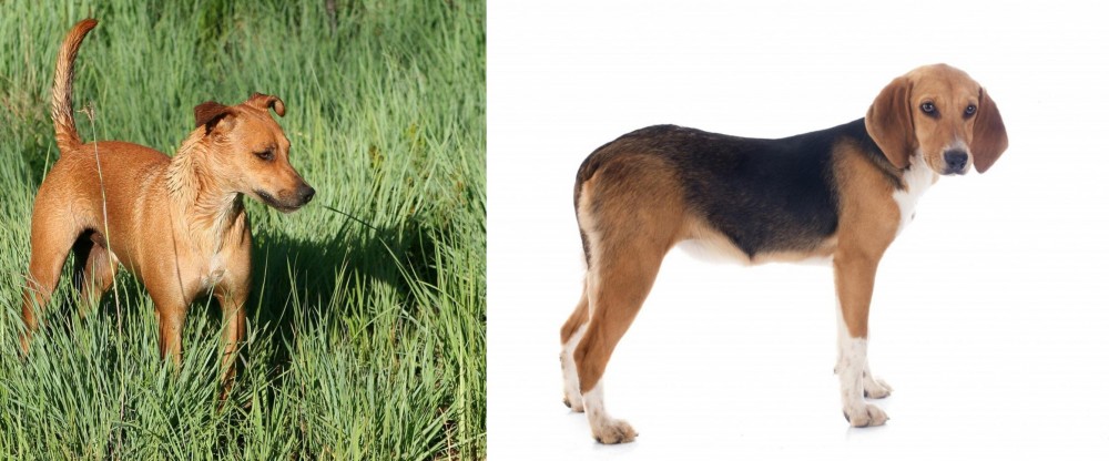 Beagle-Harrier vs Africanis - Breed Comparison