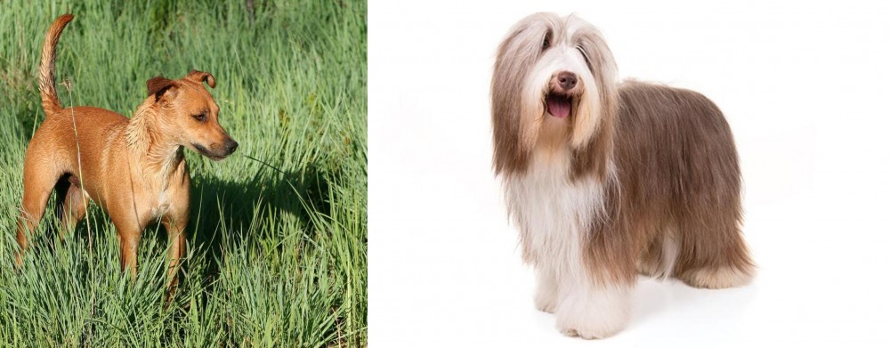 Bearded Collie vs Africanis - Breed Comparison