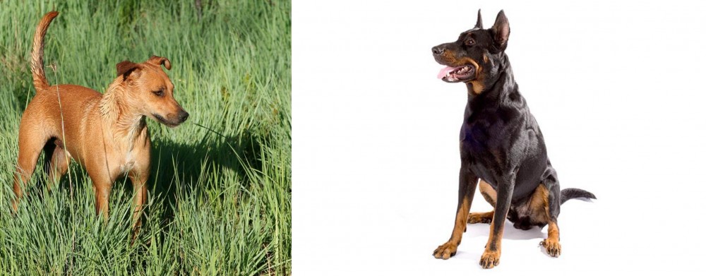 Beauceron vs Africanis - Breed Comparison