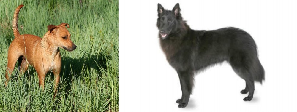 Belgian Shepherd vs Africanis - Breed Comparison