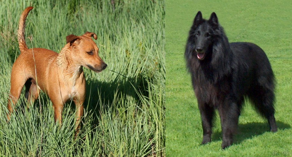 Belgian Shepherd Dog (Groenendael) vs Africanis - Breed Comparison