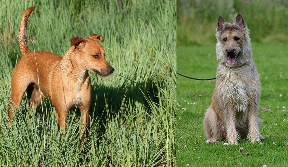 Belgian Shepherd Dog (Laekenois) vs Africanis - Breed Comparison
