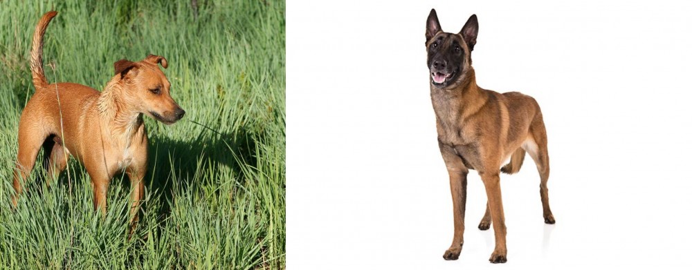 Belgian Shepherd Dog (Malinois) vs Africanis - Breed Comparison