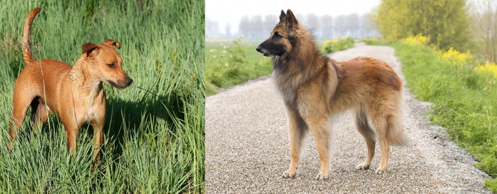 Belgian Shepherd Dog (Tervuren) vs Africanis - Breed Comparison