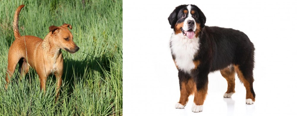 Bernese Mountain Dog vs Africanis - Breed Comparison