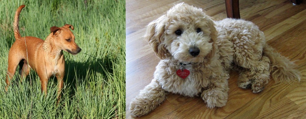 Bichonpoo vs Africanis - Breed Comparison