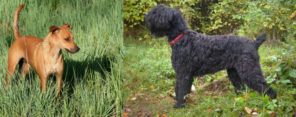 Black Russian Terrier vs Africanis - Breed Comparison