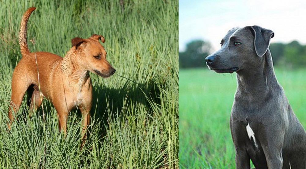 Blue Lacy vs Africanis - Breed Comparison