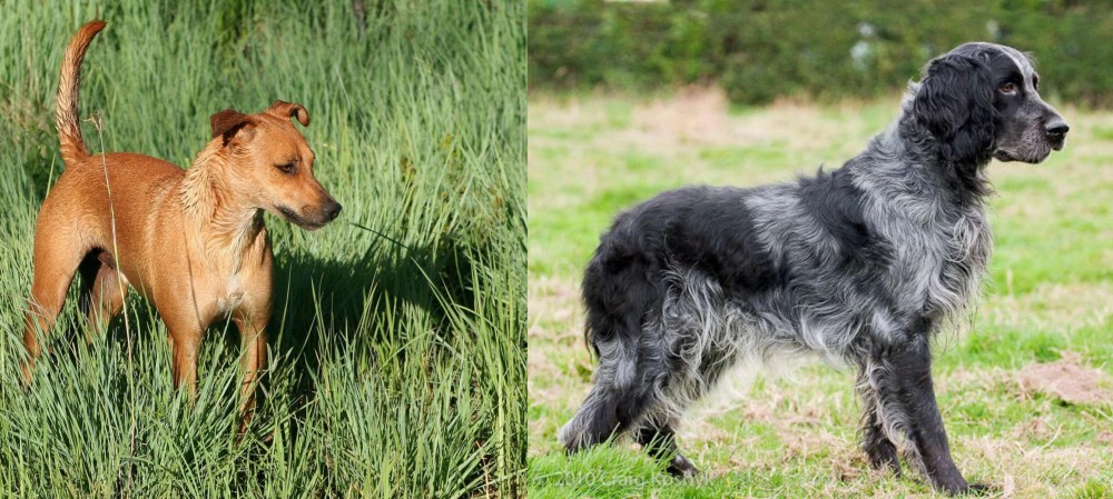 Blue Picardy Spaniel vs Africanis - Breed Comparison