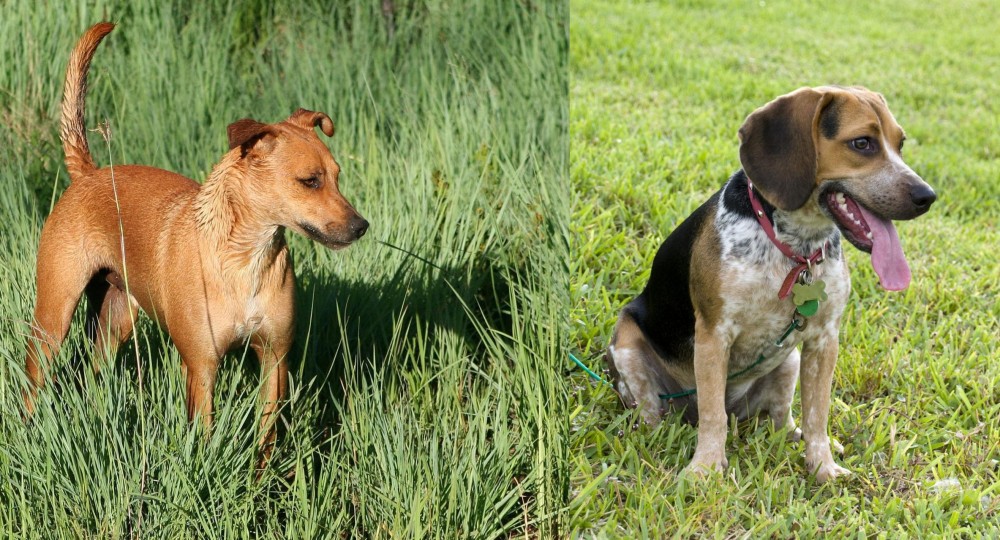 Bluetick Beagle vs Africanis - Breed Comparison