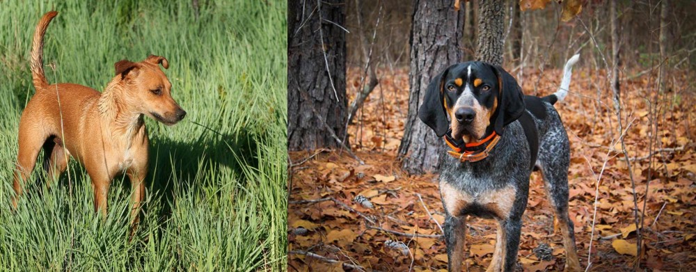 Bluetick Coonhound vs Africanis - Breed Comparison