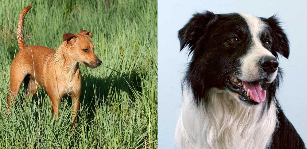 Border Collie vs Africanis - Breed Comparison