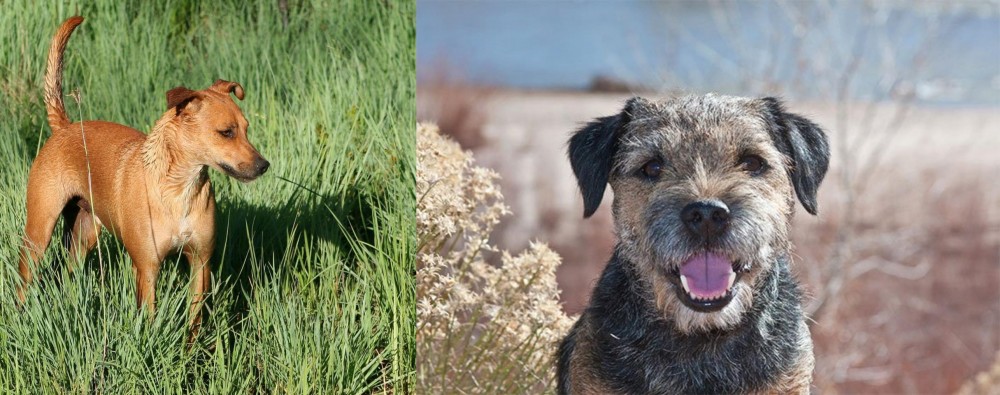 Border Terrier vs Africanis - Breed Comparison