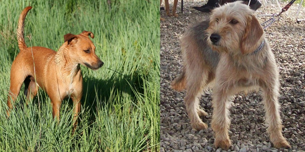 Bosnian Coarse-Haired Hound vs Africanis - Breed Comparison