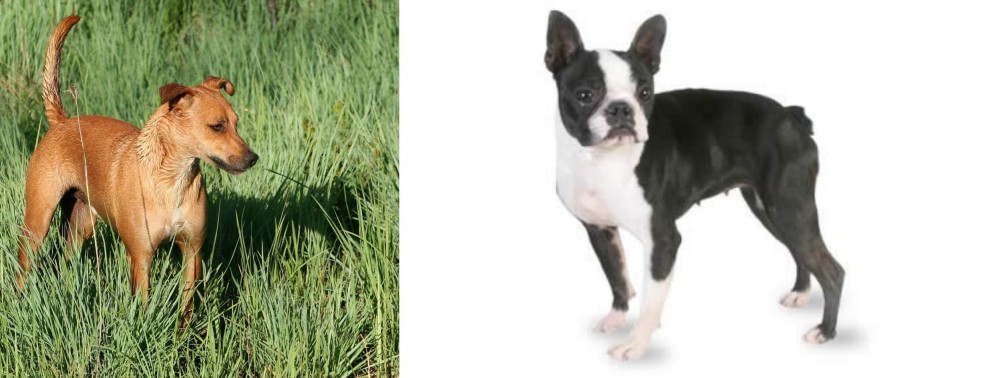 Boston Terrier vs Africanis - Breed Comparison