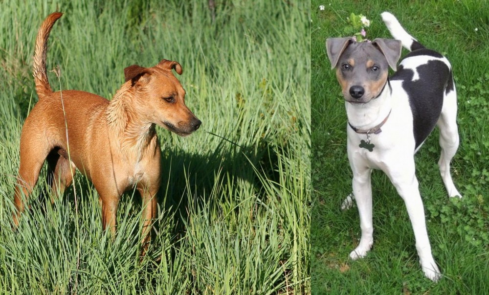 Brazilian Terrier vs Africanis - Breed Comparison