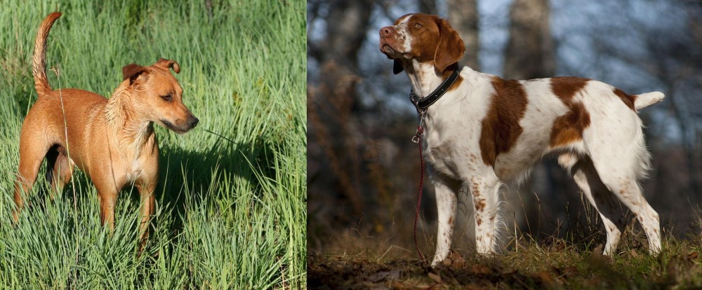 Brittany vs Africanis - Breed Comparison